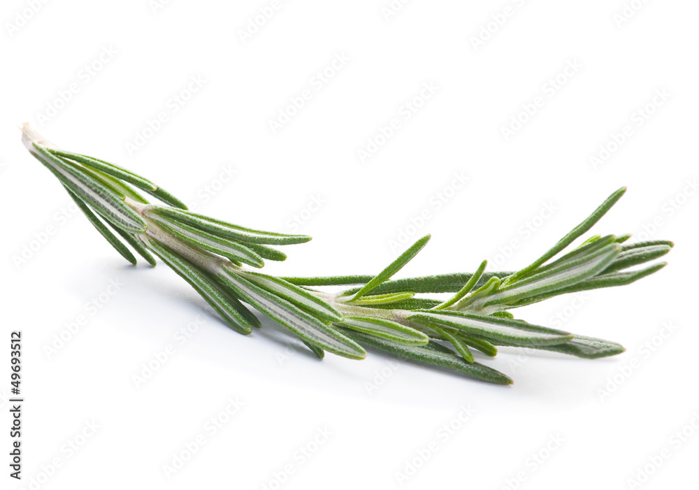 Fototapeta premium Rosemary twig herb