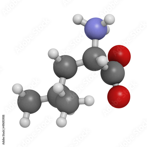 Leucine (Leu, L) amino acid, molecular model. photo