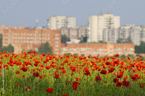 View of the city from a poppy field
