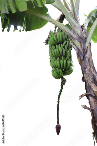 Φωτογραφία isolated banana tree