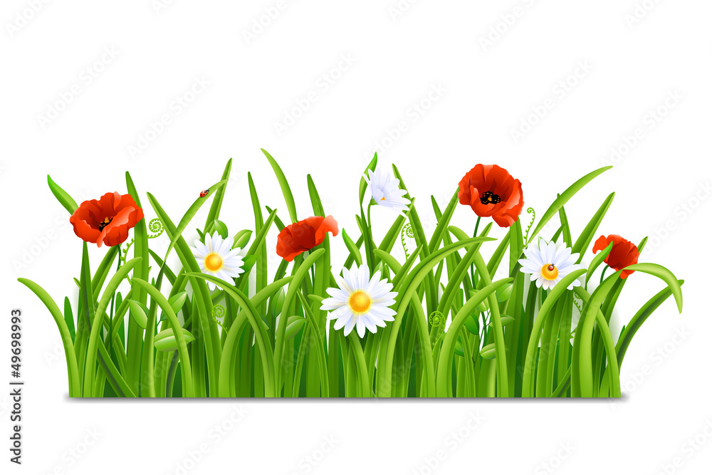 Obraz premium Green grass