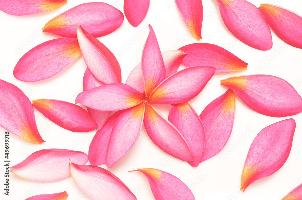 pink petals pink petals