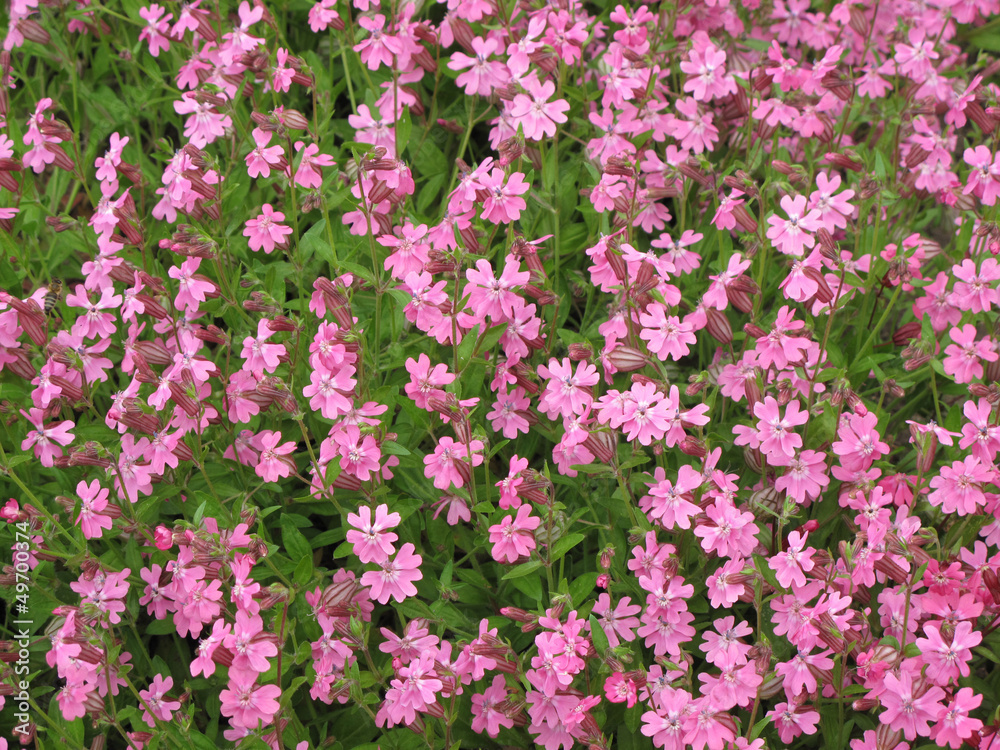 many small pink flowers many small pink flowers