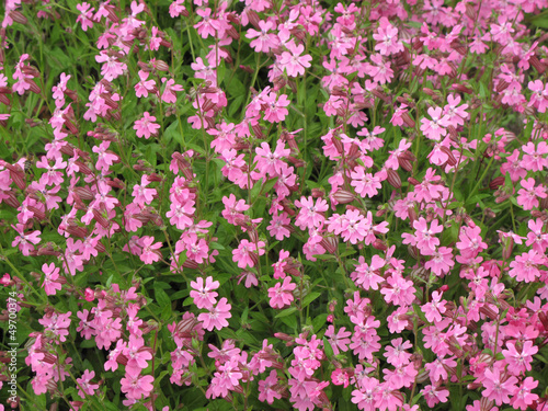 many small pink flowers