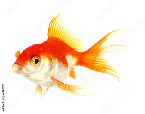 Gold fish. Isolation on the white © bajita111122