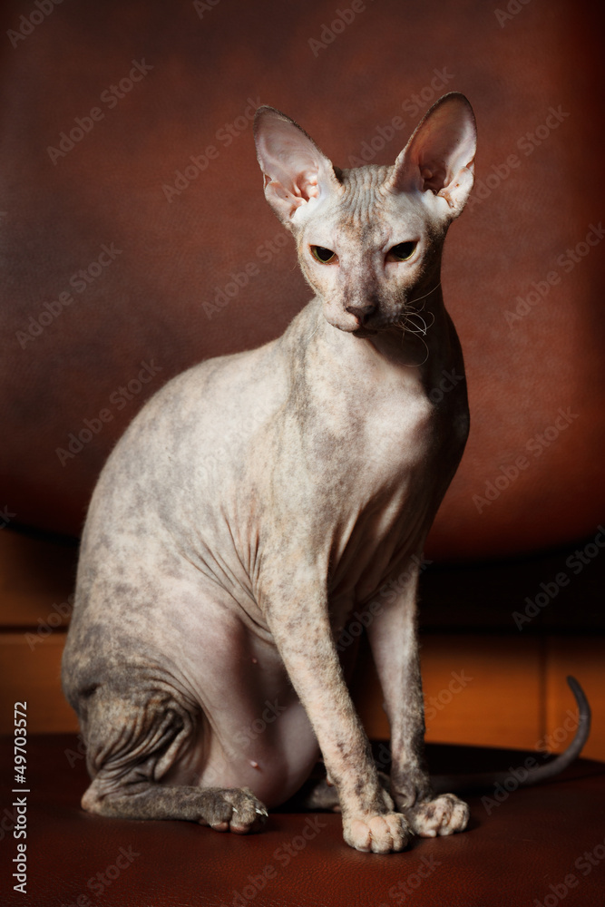 Sphynx Cat