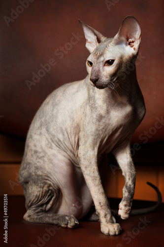 Sphynx Cat