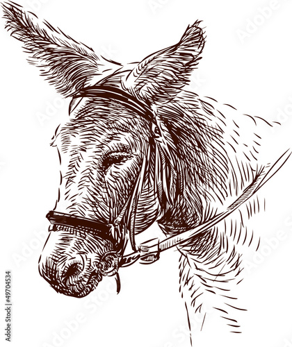 donkey