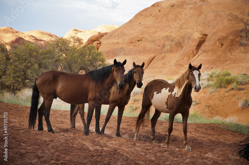 Horses in the Monument Valley