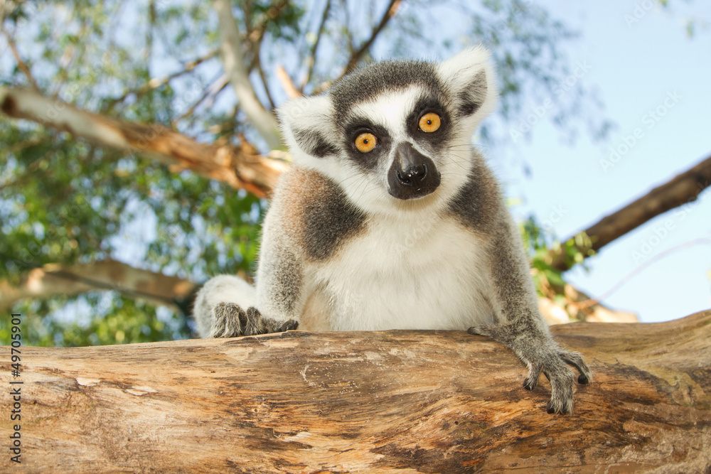 Naklejka premium Ring-tailed lemur