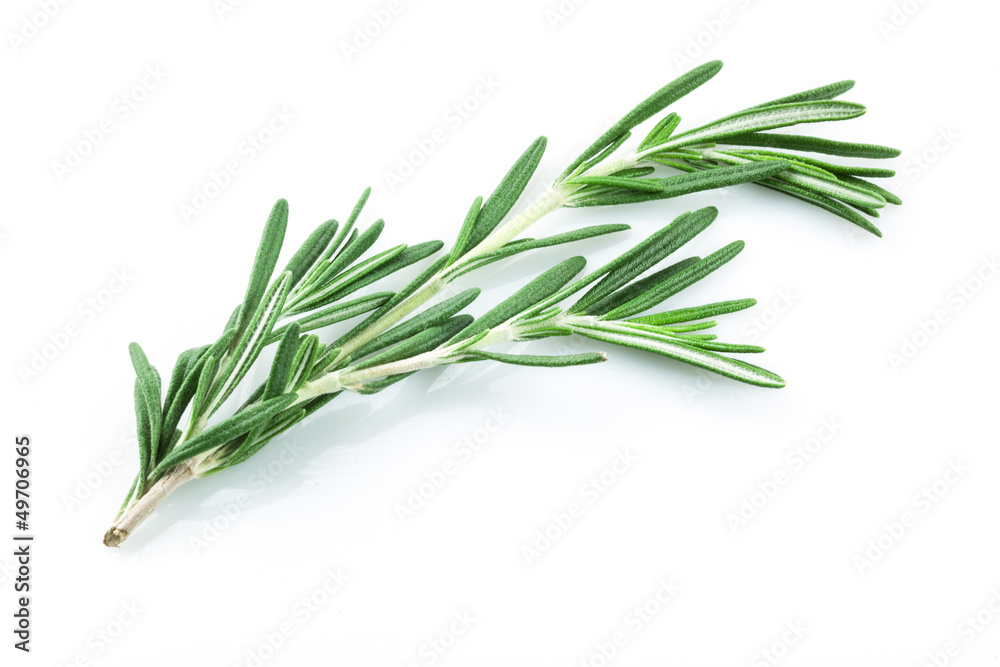 Fototapeta premium Gałązka rozmarynu na białym tle.