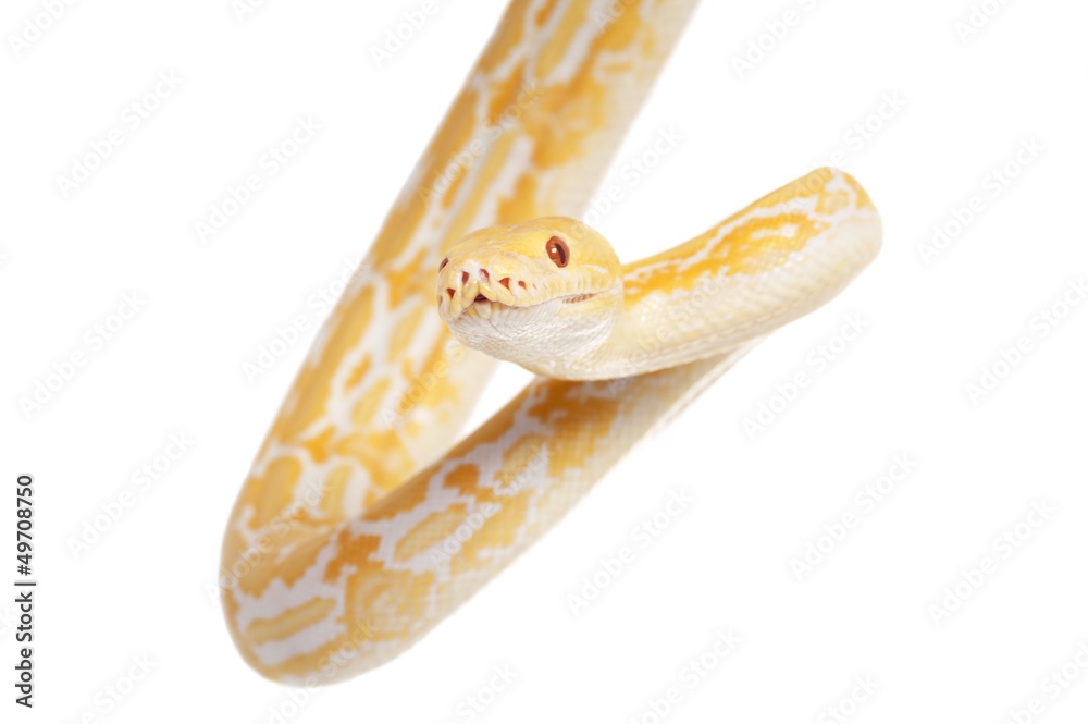 Obraz premium Lavender Tiger Albino Python