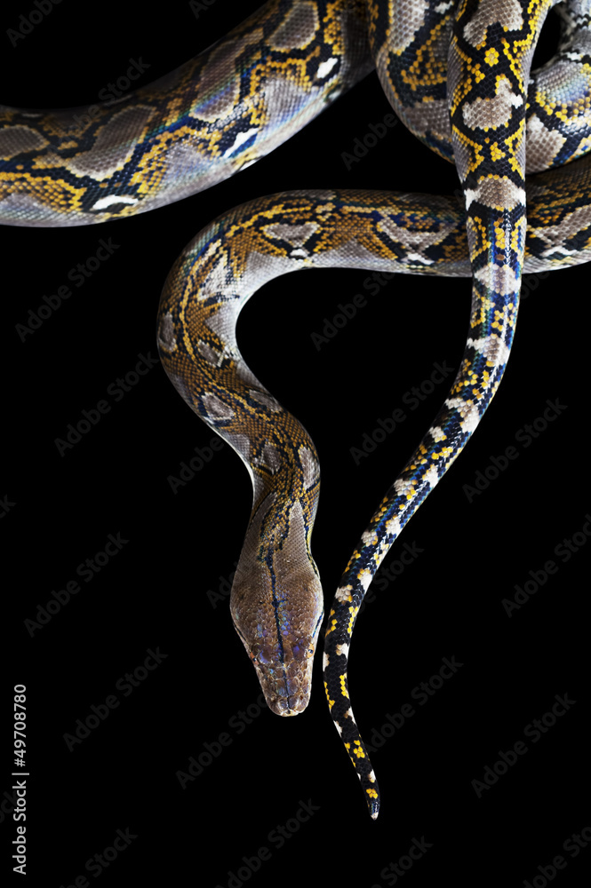 Naklejka premium Python on black background