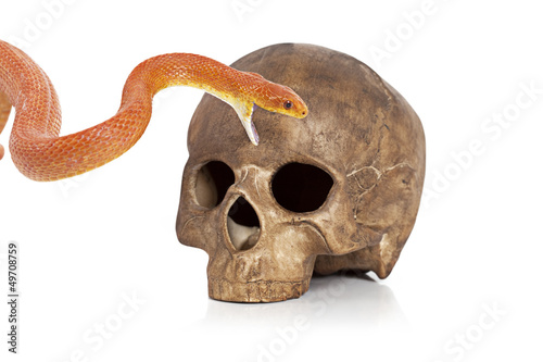 Red Texas rat snake with skull