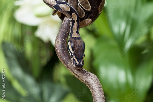 Royal Python rested on branch
