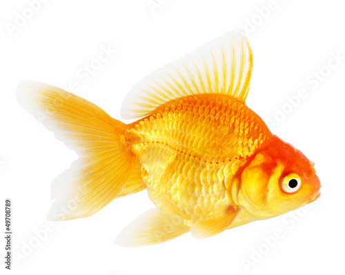Gold fish. Isolation on the white
