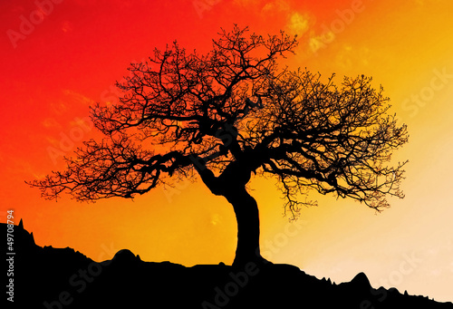 Alone tree with sun and color red orange yellow sky