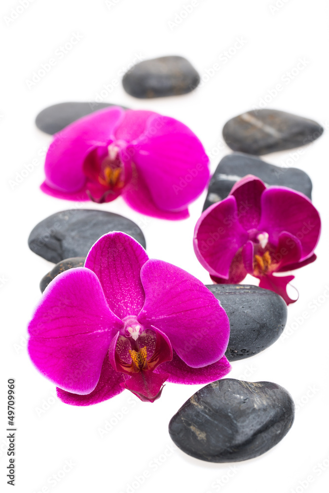 Fototapeta premium Schwarze Steine und Blüten auf weißem Hintergrund