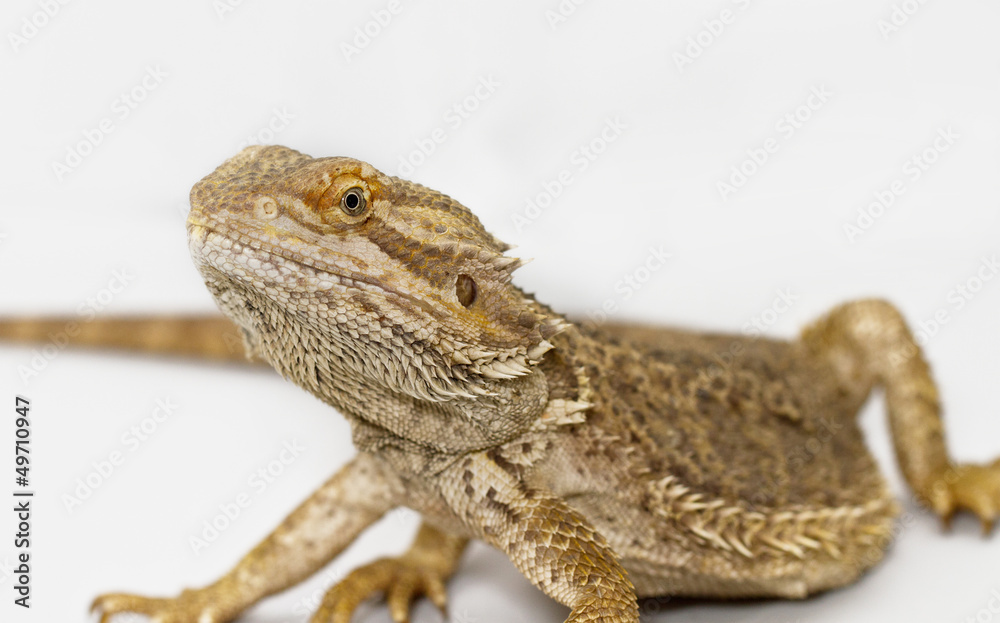 Fototapeta premium Bearded Dragon