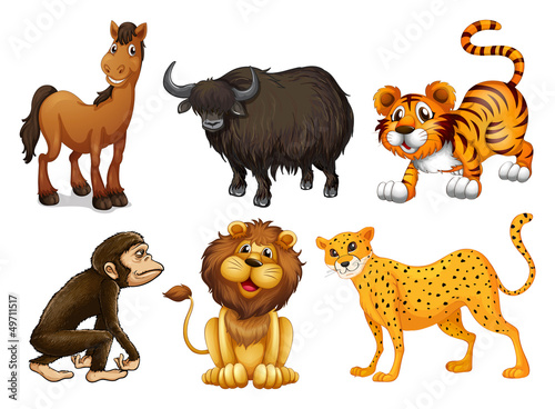 Different kinds of four-legged animals