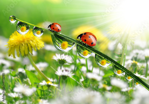 dew drops with ladybugs © vencav
