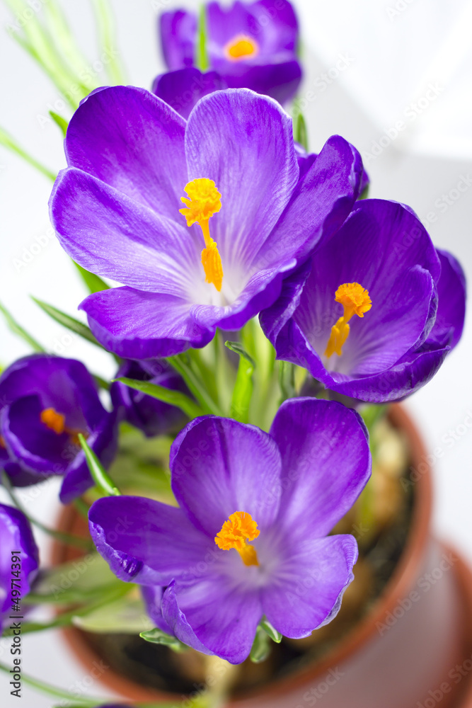 Early spring flower Crocus for Easter