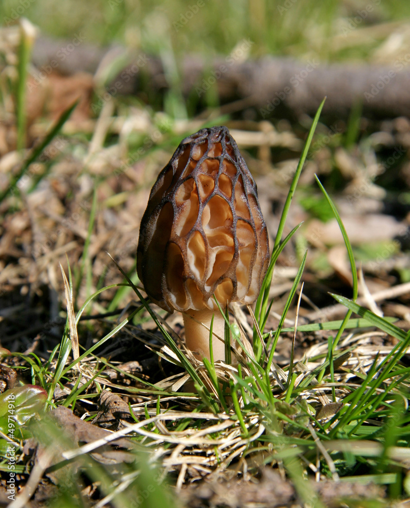 Morel (morchella conica, morchella elata). Valuable mushroom for gourmet cooks, particularly for French cuisine. Mushroom in the forest Morel (morchella conica, morchella elata). Valuable mushroom for gourmet cooks, particularly for French cuisine. Mushroom in the forest