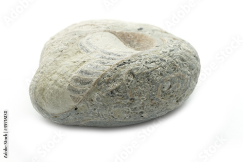 fossil stone