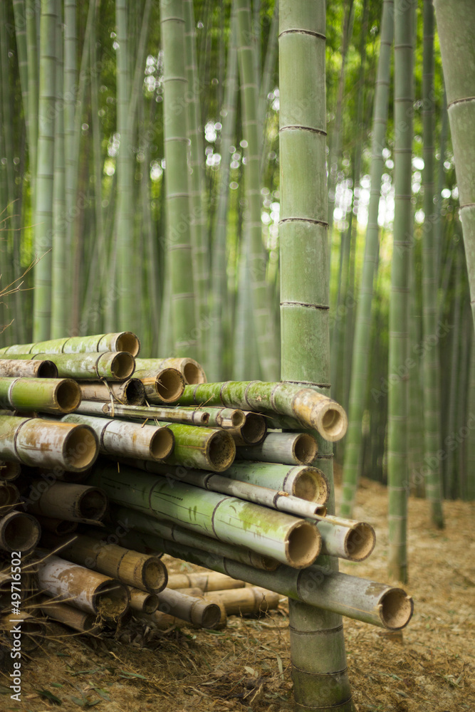 Obraz premium Harvested Bamboo in Forest