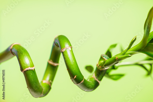 Green bamboo photo