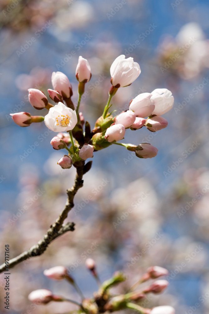 Spring cherry blossom against blue sky, close-up Spring cherry blossom against blue sky, close-up