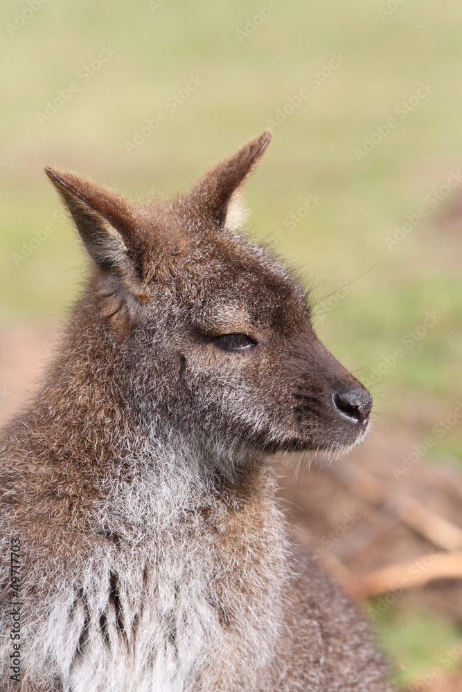 Fototapeta premium Wallaby