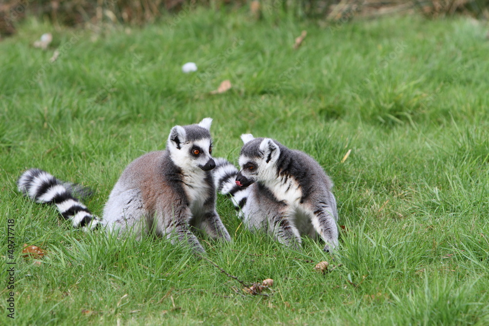 Ring tailed lemur Ring tailed lemur