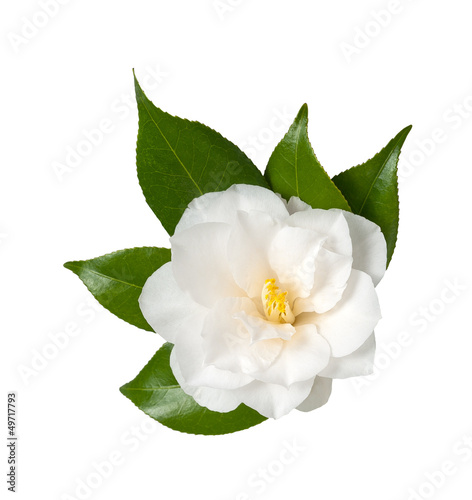 Camellia Fototapet