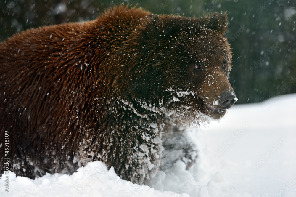 Naklejka premium Brown bear