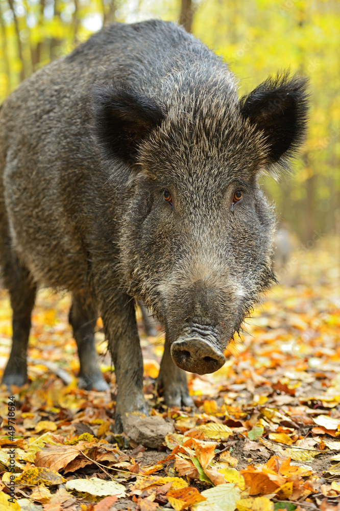 Wild boar