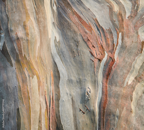 Background of rainbow eucalyptus tree bark