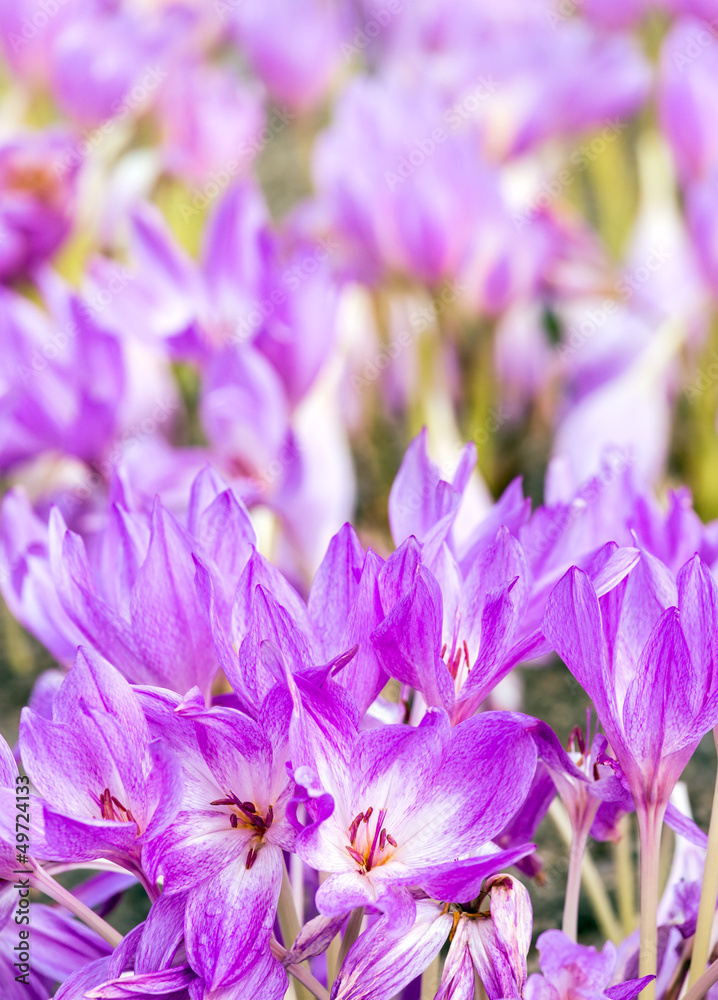 Wild blue crocus Wild blue crocus