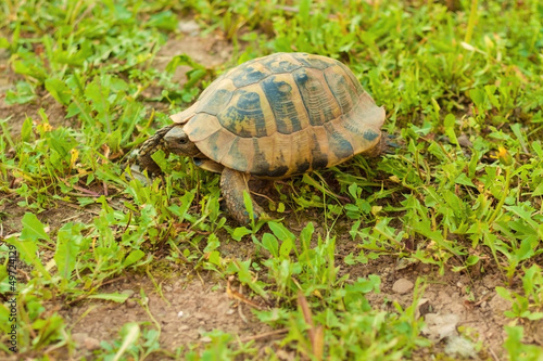 Turtle walking in the grass, side view