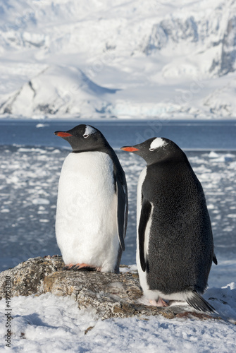 Gentoo penguin couple on the background of the glaciers.