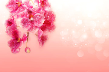 Poster Orchidee Zachtroze orchideeën op pastel achtergrond  © abigail210986