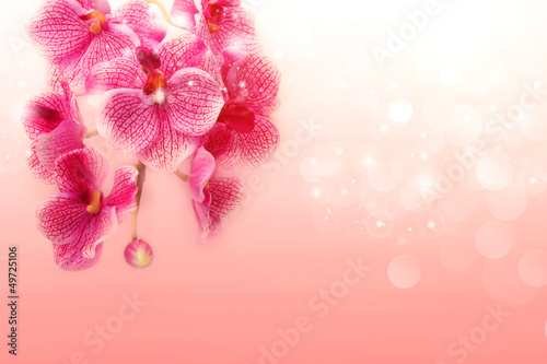 Lovely pink orchids on a soft pink background © abigail210986