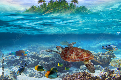 Green turtle in the tropical water