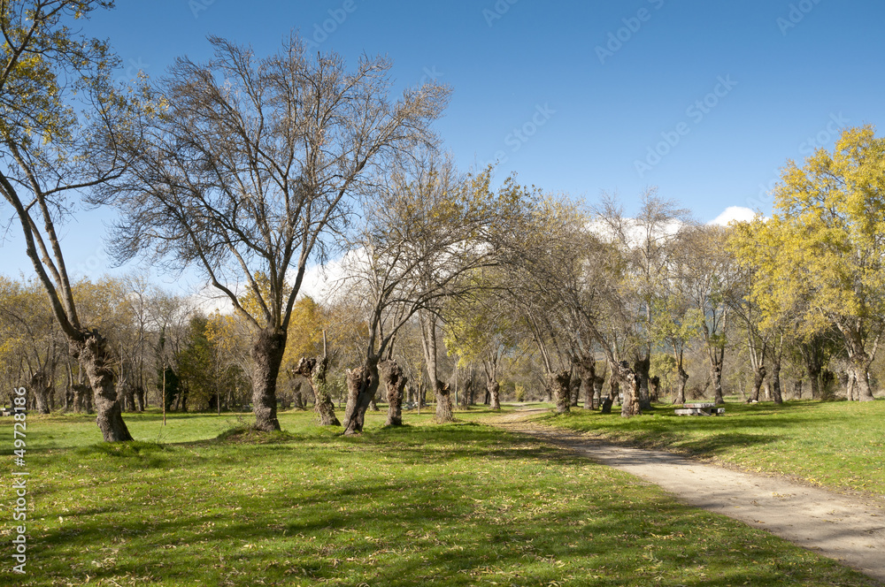Fototapeta premium Ash tree grove in Soto del Real, Madrid Province, Spain
