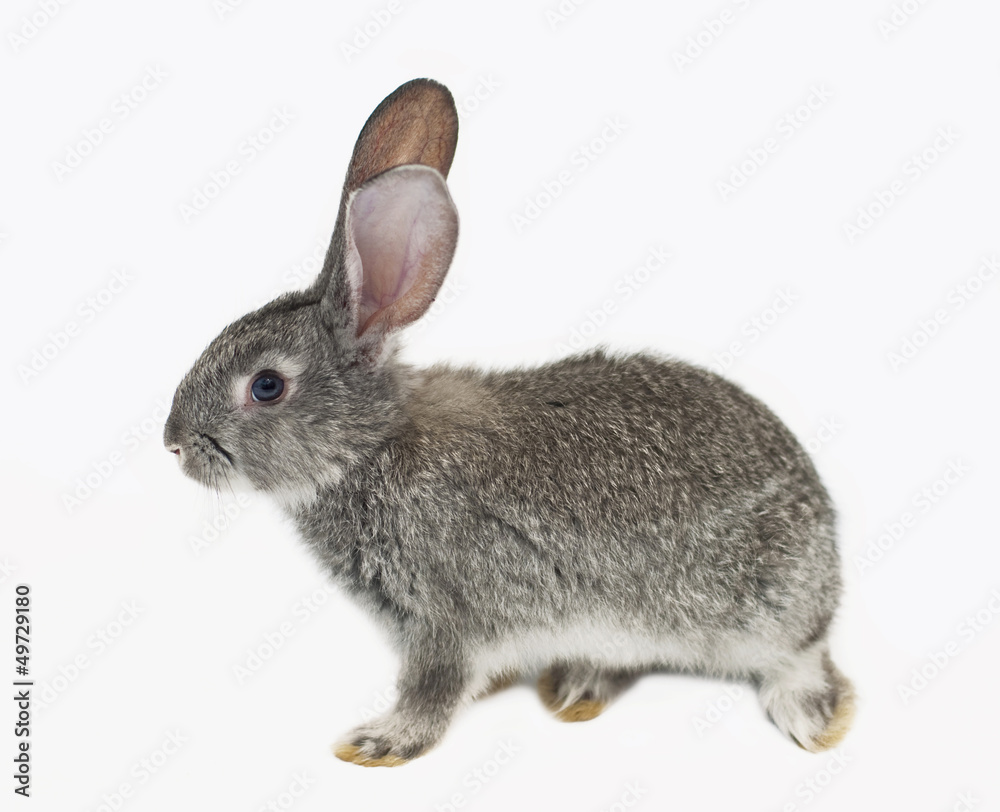 Obraz premium grey rabbit on a white background
