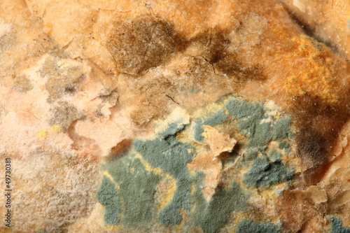Mould growing on old bread © anetlanda