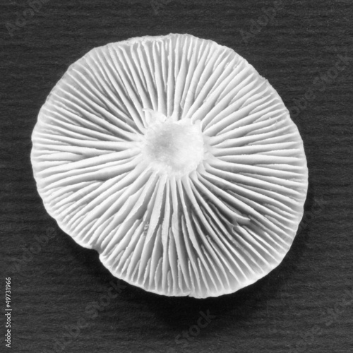 Mushroom photo