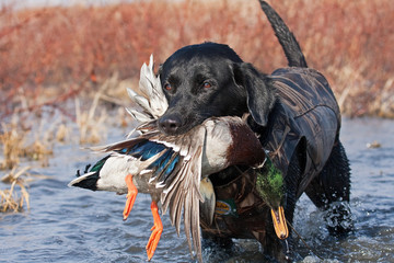 Papier peint photo Chasser Labrador noir rapportant un colvert  © Zach Cunningham