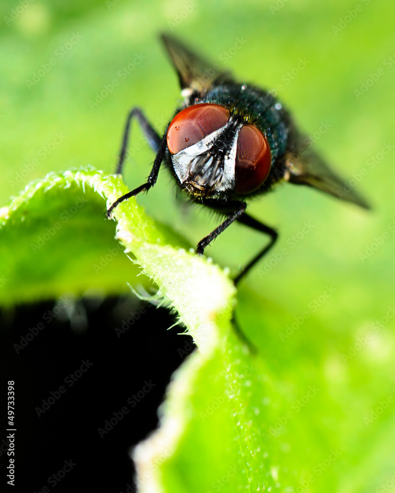 mosca mirando hacia la camara mosca mirando hacia la camara