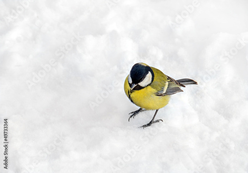 One titmouse bird on textured white snow